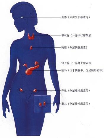 女性内分泌系统概述