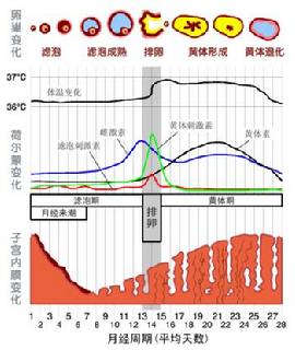 月经推迟几天算正常-沈阳都市妇科医院