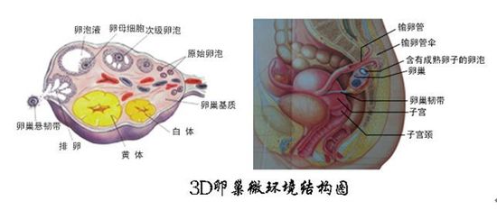 卵巢环境